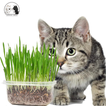 Load image into Gallery viewer, Edible Cat Grass High Survival Rate Cats Grass Seed Cats Indoor Growing Organic Removing Hairballs Treatment Supplement Vitamins
